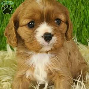 DIAMOND, Cavalier King Charles Spaniel Puppy
