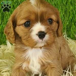 DIAMOND, Cavalier King Charles Spaniel Puppy