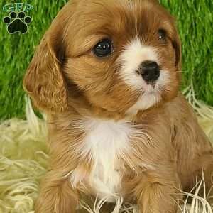 DIAMOND, Cavalier King Charles Spaniel Puppy