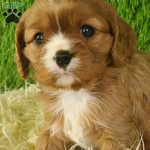 DIAMOND, Cavalier King Charles Spaniel Puppy