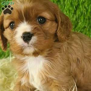 DIAMOND, Cavalier King Charles Spaniel Puppy