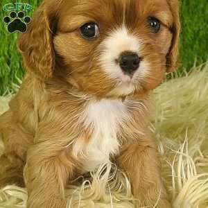DIAMOND, Cavalier King Charles Spaniel Puppy