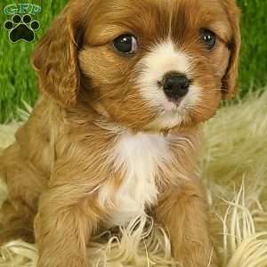 DIAMOND, Cavalier King Charles Spaniel Puppy