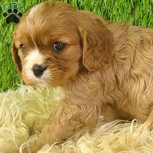 DIAMOND, Cavalier King Charles Spaniel Puppy