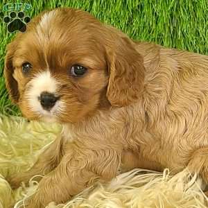 DIAMOND, Cavalier King Charles Spaniel Puppy