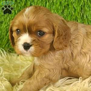 DIAMOND, Cavalier King Charles Spaniel Puppy