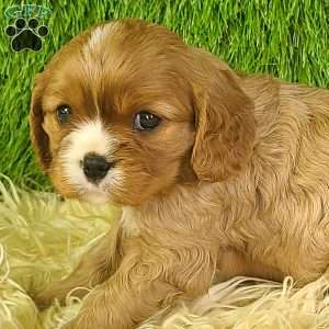 DIAMOND, Cavalier King Charles Spaniel Puppy