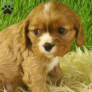 DIAMOND, Cavalier King Charles Spaniel Puppy