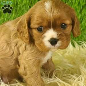DIAMOND, Cavalier King Charles Spaniel Puppy
