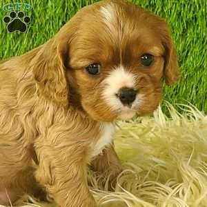 DIAMOND, Cavalier King Charles Spaniel Puppy