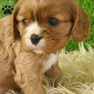 DIAMOND, Cavalier King Charles Spaniel Puppy
