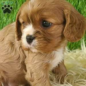 DIAMOND, Cavalier King Charles Spaniel Puppy