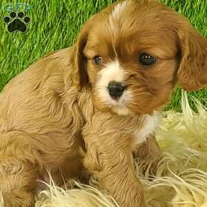 DIAMOND, Cavalier King Charles Spaniel Puppy