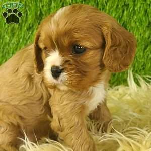 DIAMOND, Cavalier King Charles Spaniel Puppy
