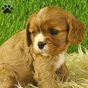 DIAMOND, Cavalier King Charles Spaniel Puppy
