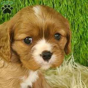 DIAMOND, Cavalier King Charles Spaniel Puppy