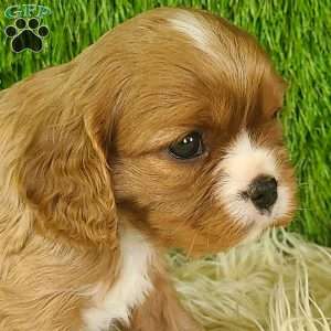 DIAMOND, Cavalier King Charles Spaniel Puppy