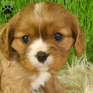 DIAMOND, Cavalier King Charles Spaniel Puppy