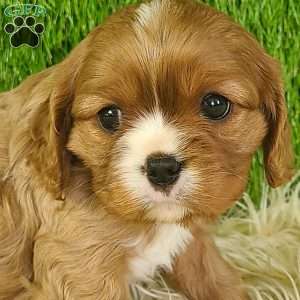 DIAMOND, Cavalier King Charles Spaniel Puppy
