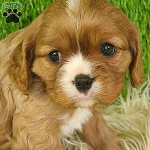 DIAMOND, Cavalier King Charles Spaniel Puppy