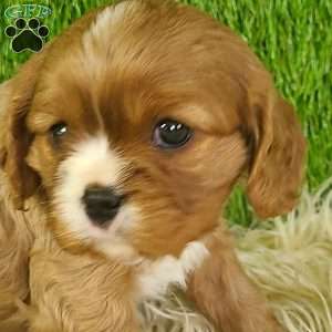 DIAMOND, Cavalier King Charles Spaniel Puppy