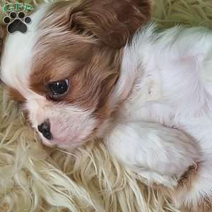 MERRY, Cavalier King Charles Spaniel Puppy