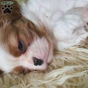 MERRY, Cavalier King Charles Spaniel Puppy