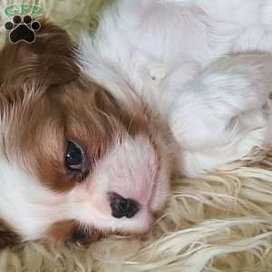 MERRY, Cavalier King Charles Spaniel Puppy