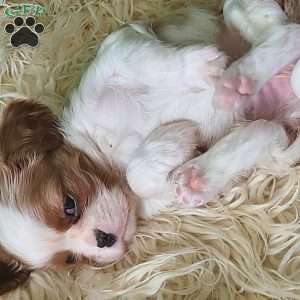 MERRY, Cavalier King Charles Spaniel Puppy
