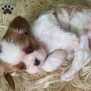 MERRY, Cavalier King Charles Spaniel Puppy