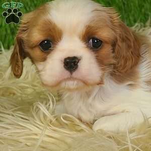 MERRY, Cavalier King Charles Spaniel Puppy