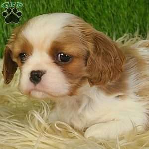 MERRY, Cavalier King Charles Spaniel Puppy