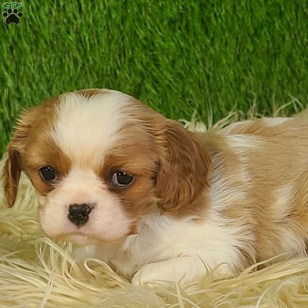MERRY, Cavalier King Charles Spaniel Puppy