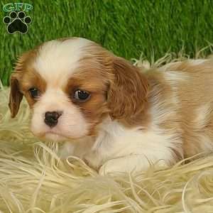 MERRY, Cavalier King Charles Spaniel Puppy