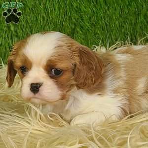 MERRY, Cavalier King Charles Spaniel Puppy