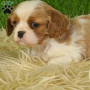 MERRY, Cavalier King Charles Spaniel Puppy