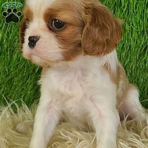 MERRY, Cavalier King Charles Spaniel Puppy