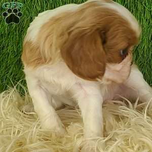 MERRY, Cavalier King Charles Spaniel Puppy