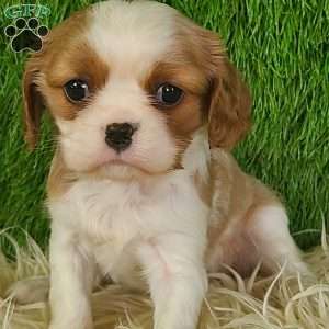 MERRY, Cavalier King Charles Spaniel Puppy