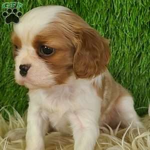 MERRY, Cavalier King Charles Spaniel Puppy
