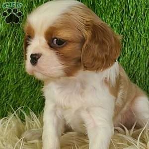 MERRY, Cavalier King Charles Spaniel Puppy
