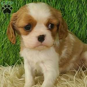 MERRY, Cavalier King Charles Spaniel Puppy