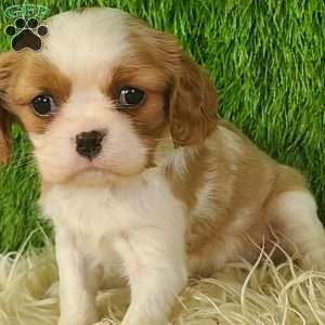 MERRY, Cavalier King Charles Spaniel Puppy