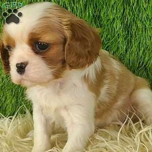 MERRY, Cavalier King Charles Spaniel Puppy