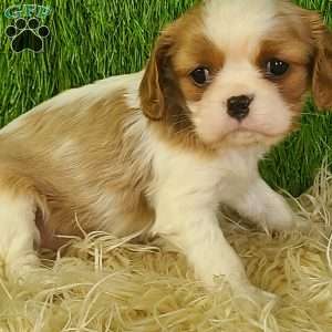 MERRY, Cavalier King Charles Spaniel Puppy