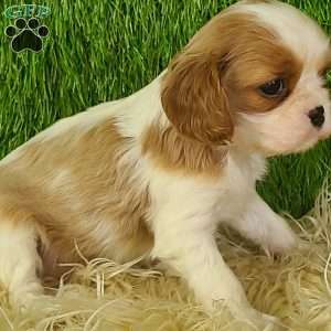 MERRY, Cavalier King Charles Spaniel Puppy