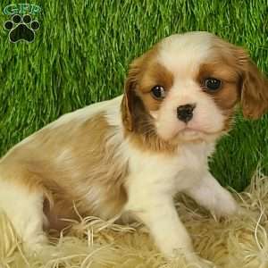 MERRY, Cavalier King Charles Spaniel Puppy