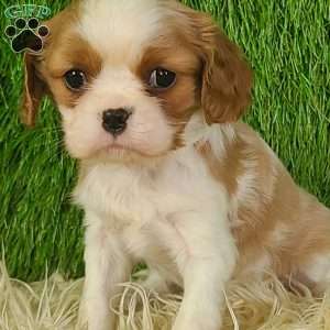 MERRY, Cavalier King Charles Spaniel Puppy