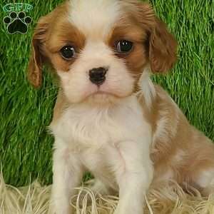 MERRY, Cavalier King Charles Spaniel Puppy