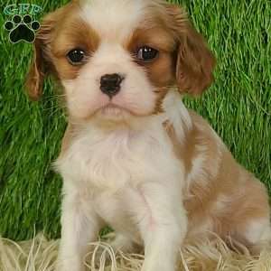 MERRY, Cavalier King Charles Spaniel Puppy